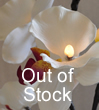 white orchid out of stock