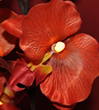red orchid thumb
